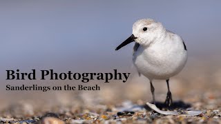 Shorebird Photography in the Winter [upl. by Ahsi]