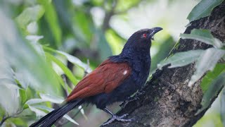 The greater coucal  bird voice effect  and crow pheasant  🐦🐦🐦 [upl. by Adiel489]