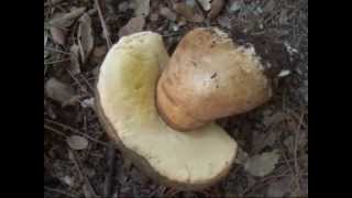 EL BUSCADOR DE SETAS CAP 8 BOLETUS AEREUS [upl. by Ricki42]