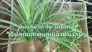 Nolina recurvata Ponytail palm ต้นแส้ม้า วิธีปลูกและดูแลต้นแส้ม้าหัวโตเบื้องต้นง่ายๆ MoomKaset [upl. by Moyer]