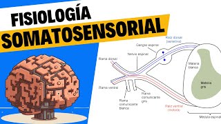 Fisiología del tacto y el sistema somatosensorial [upl. by Ardnael248]