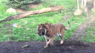 Dublin Zoo wake up call  tiger fight [upl. by Yseult]