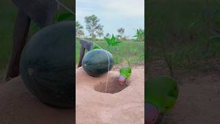 Creative Parrot Trap Using Watermelon  Amazing Creative Trap youtubeshorts [upl. by Haela]