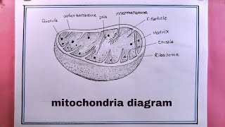 how to draw mitochondria diagramdrawing mitochondria diagram [upl. by Jb]