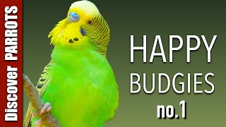 Happy Budgies 1  Budgerigar Sounds to Play for Your Parakeets  Discover PARROTS [upl. by Adnauqahs269]