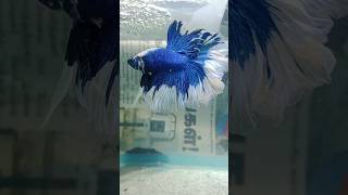 Rose tail 💙 blue Betta 💙 rosetailbetta [upl. by Nyrhtac]