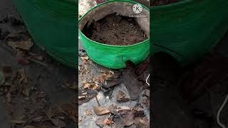 Grow bags Aur Gamle Kaise Bhare  with garden waste and less soil  compost growbag leafcompost [upl. by Oironoh885]