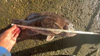 BLACKFISH FISHING AT CROSSBAY BRIDGE MASSIVE KEEPER [upl. by Hrutkay329]