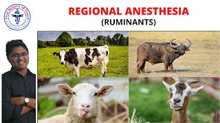 Ruminant Regional Block  Anesthesiology  Lecture 21 [upl. by Rebe169]