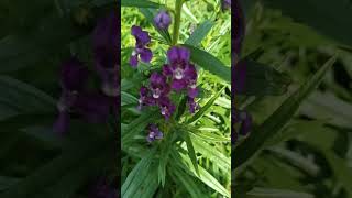 Angelonia angustifolia flowers [upl. by Halsted]