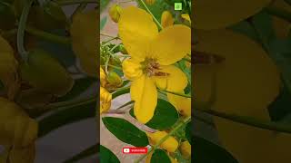 senna angustifolia  blood purifier  laxative  skin care medicinalplants9 viral [upl. by Sidonnie]