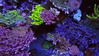 World Wide Corals Store Tour Orlando FL Aquarium Superstore [upl. by Hannaoj297]