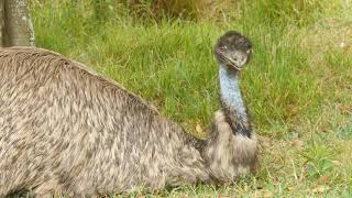 What Emu Bird Updated 2021  Emu Bird Egg  Emu Bird Fight  Emu Bird Facts [upl. by Drarrej]