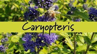 Caryopteris at Prides Corner Farms [upl. by Gunilla]