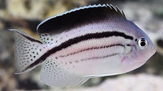 BLACK STRIPED LAMARCK ANGELFISH [upl. by Stalk]