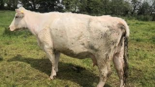 Ive no idea anymore Calving outdoors with shorthorn Galloway cows regenerative farming on trail [upl. by Stanton]