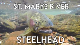 St Marys River Fall Steelhead [upl. by Innis762]