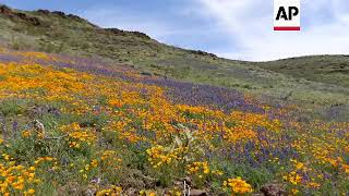 Super bloom in Arizona [upl. by Ennalyrehc]