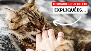 Le Véritable Secret Derrière les Morsures des Chats [upl. by Lorin]