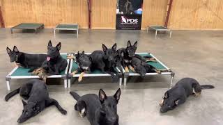 What Is A BiBlack German Shepherd Bach v Prufenpuden amp Nine Progeny quotYquot Litter Super Dogs WDaddy [upl. by Cis559]