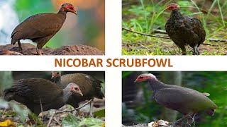 Nicobar Scrubfowl  Megapode  Fowl  Mound Builders [upl. by Nelyag271]