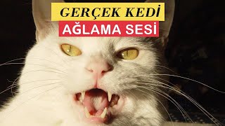 GARİP BİR KEDİ AĞLAMA SESİ  Kedilerinizi Bulmak İçin Kedi Ağlaması [upl. by Rosemare]