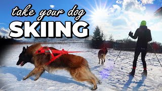 Dog SKIJORING  Dog Skiing Gear  How to Ski with my Dog  Best Winter Dog Sport [upl. by Becki408]