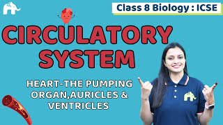 Circulatory System Class 8 ICSE Biology  Chapter 6  Heart Auricles amp Ventricles 1 [upl. by Ambert]