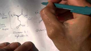 Digesting MSG amp Aspartame 2 of 4 Amino Acid Chemistry [upl. by Tucky]