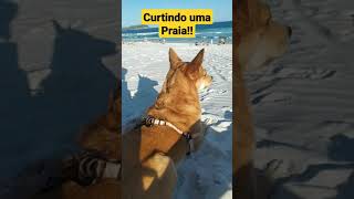 Cachorro Curtindo uma Praia [upl. by Htiderem700]