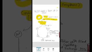 HCL Production in Stomach  pharmacy digestivesystem stomach [upl. by Secnirp551]