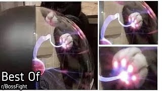 Best Of rBossFight  Thor Kitty [upl. by Hanny]