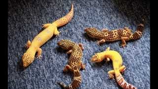 Whats the Best Substrate to Use for Leopard Geckos  Caring for Leopard Geckos [upl. by Eceeryt]