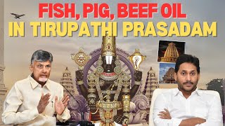 Fish Pig Beef Oil In Tirupathi Prasadam  TTD  Tirumala Prasadam Adultrated Ghee  Vinaraa Vema [upl. by Anelim]