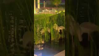 🇧🇭അരയന്ന കുളം🦩Flamingo pond zallaq springbahrain shortfeed youtubeshorts respectshortvideo [upl. by Innavoig657]