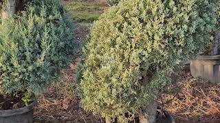 Cupressus Arizonica Glauca SpiralleSpiral Aşılı Mavi ServiYükseklik300 cmSaksı55 litre [upl. by Treblah]