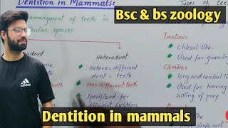 Dentition in mammals class bsc and bs zoology  mammals dentition class bsc and bs zoology [upl. by Iroc]