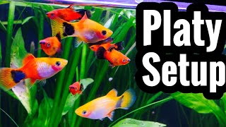 Platy Fish Tank Setup and Requirements [upl. by Ribak939]