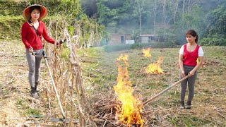 Use Generator To Clear The Grass Prepare Plant New Corn Crop Use Cassava as Food for Chickens [upl. by Siramay]