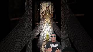 camping in the swamp found a giant insect 😱😱😱 dobsonfly [upl. by Ancier154]