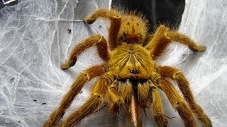 タランチュラの怒らせ方 Very angry（Pterinochilus murinus） [upl. by Gnav]