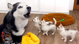 Talking Husky Teaches Tiny Puppies to Sing [upl. by Ehsiom956]