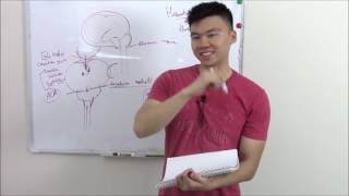 USMLE Neurology 20 Neuro Pathology Herniations [upl. by Hershel]