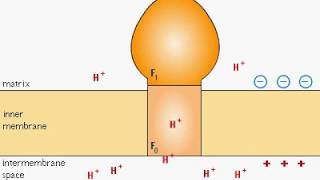 ATP Synthesis F0 F1 Complex animation [upl. by Rosel566]