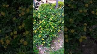 Lantana in wildflower plantgrowth plantlove [upl. by Eecrad707]