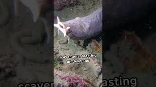 Hagfish  fish [upl. by Desi]