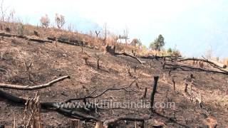 Deforestation for Jhum cultivation in Reiek Mizoram [upl. by Power]