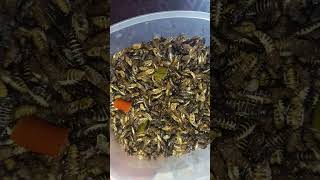 Eesal winged termites snacks\healthy village food 💪🍲😋 [upl. by Edivad]