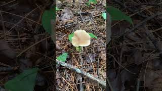 a straight stalked entoloma fungi fungus [upl. by Cargian]