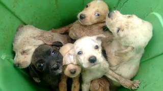 Filhotes de cachorros abandonados em lata de lixo em São Joaquim [upl. by Ramoj]